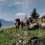 Neugierige Weggefährten