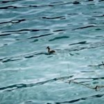 Haubentaucher am Ostufer des Ledrosees