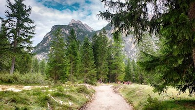 Familienwanderung zur Grünwaldalm