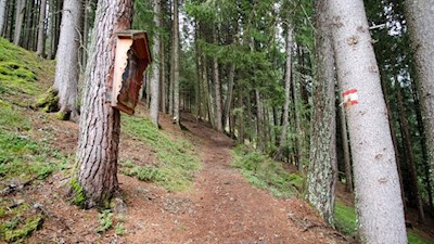 Durch den friedvollen Wald zur Brunstalm