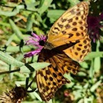 Schmetterling am Rundweg Bergl