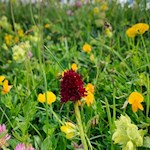 Sull'Alpe di Siusi vivono oltre 800 specie di piante.