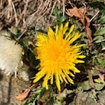 Löwenzahn bei Latzfons