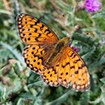 Schmetterling in den Wiesen um Terenten