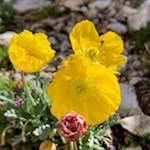 Alpenmohn