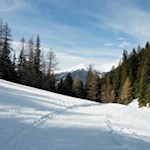 Die Rodelbahn wird von hohen Nadelbäumen umsäumt