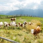 Almidylle auf der Rodenecker Alm