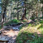 Der Weg zu den Schrüttenseen führt durch einen lauschigen Wald