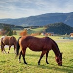 In den Wiesen am Fuße des Schlern weiden zufriedene Tiere
