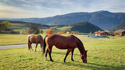 In den Wiesen am Fuße des Schlern weiden zufriedene Tiere