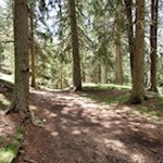 Im Schatten hoher Bäume auf den Lutterkopf