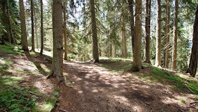Im Schatten hoher Bäume auf den Lutterkopf
