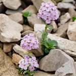 Duftende Steinröschen säumen den Weg