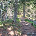 Im steten Anstieg durch den Wald