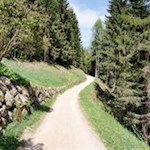 Sanft windet sich der Wanderweg durch den Wald