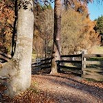 Durch herbstlich gefärbte Haine und Wiesen nach Klobenstein