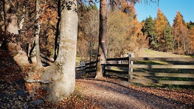 Durch herbstlich gefärbte Haine und Wiesen nach Klobenstein