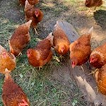 Hühner der Stadlalm