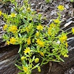 Blumen säumen die Schwarzbachklamm