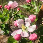 Apfelblüten säumen unseren Weg