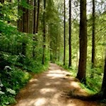 Durch einen lichten Wald zur Gilfenklamm