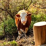 Neugierige Kuh am Wegesrand