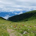 Almidyll wie im Bilderbuch...