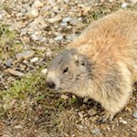 Drolliger Weggefährte