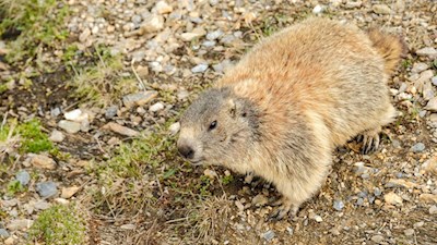 Drolliger Weggefährte