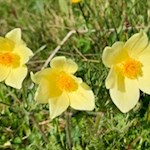 Im Frühsommer gedeiht die schwefelgelbe Anemone auf der Seiser Alm