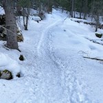 Sanft zieht sich der Waldweg zum Mitterleger