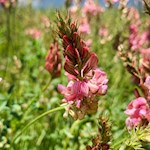 Futter-Esparsette auf der Seiser Alm