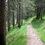 Durch den dichten Wald auf den Hohen Lorenzenberg