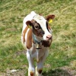 Eine neugierige Weggefährtin begleitet uns mit ihren Blicken