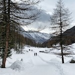 Auf dem gebahnten, von Lärchen umsäumten Winterwanderweg zur Knuttenalm