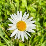 Zarte Margerite am Fuße des Heiligkreuzkofel