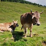 In den Wiesen unterhalb des Rosengarten weiden zufriedene Kühe