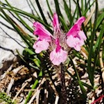 „Blumen sind die schönen Worte und Hieroglyphen der Natur, mit denen sie uns andeutet, wie lieb sie uns hat.“ (J. W. von Goethe)