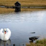 Auch die Schwäne genießen die lauschige Ruhe im und um den Glittner See