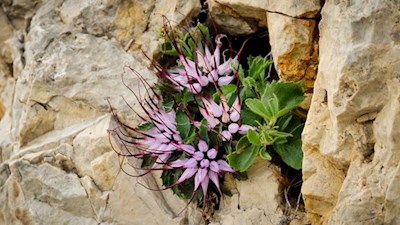 Die seltene Schopfige Teufelskralle gedeiht nur auf Kalk- und Dolomitfelsen
