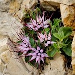 The rare physoplexis comosa thrives only on limestone and dolomite rocks