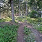 Der erste Anstieg führt durch einen kühlenden Wald