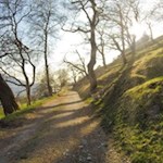 Der Keschtnweg wird von knorrigen Bäumen gesäumt