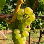 In den Obstwiesen um Pardell und Säben gedeihen Weintrauben