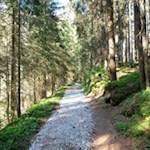 Durch den lichten Wald nach Maiern