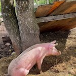 Um die Stadlalm sind zahlreiche Tiere anzutreffen