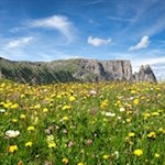 Bilderbuchblick auf den Schlern