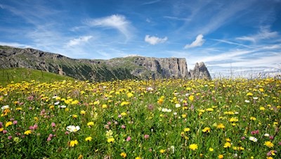 Bilderbuchblick auf den Schlern