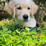 Wandern mit Hund zur Lieg Alm