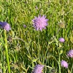 Auch die Acker-Witwenblume blüht in den Eisacktaler Wiesen